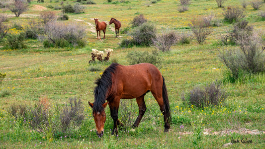 Salt River Wild Horse Friends Canvas 14”x8”