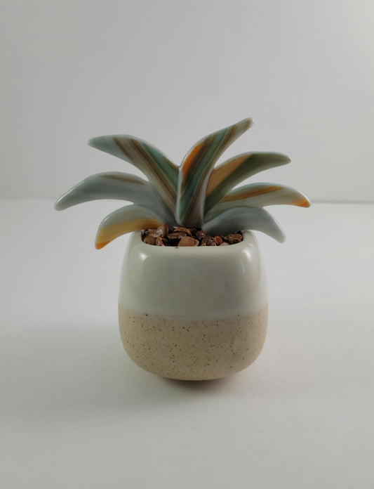 Potted Succulents - Small Agave