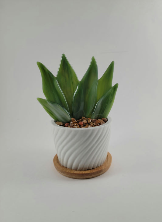 Succulents - 3" Agave