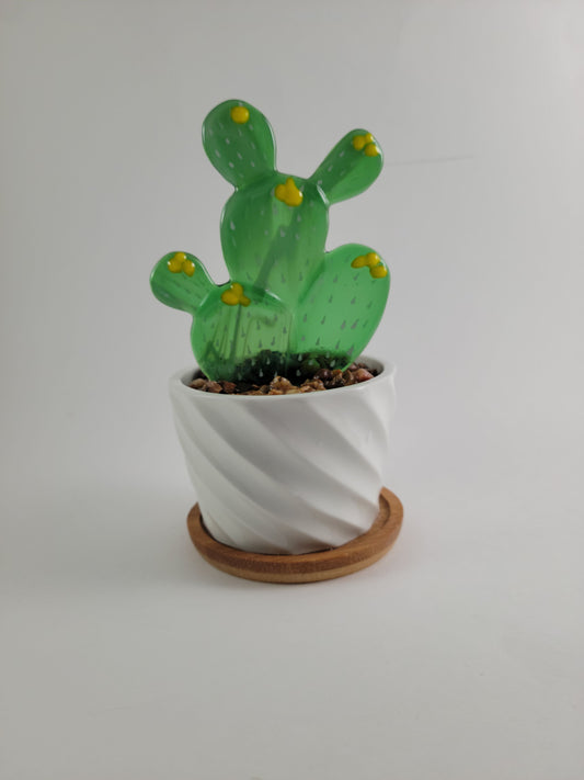 Potted Succulents - 3" Prickly Pear