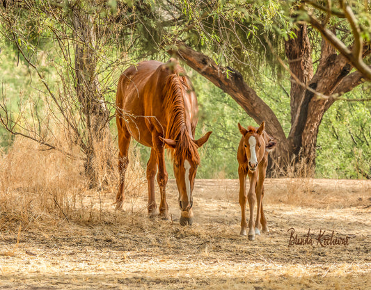 Salt River Wild Horses Mother & Foal Matted Print 7”x5”