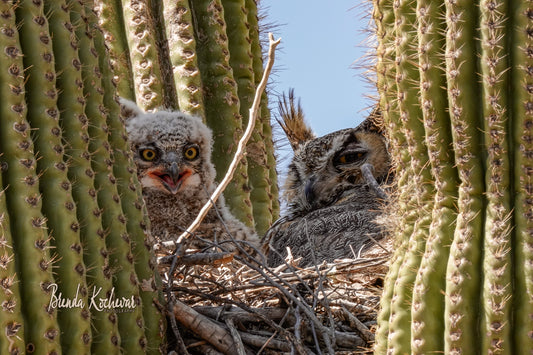 Owl & Owlets Greeting Card