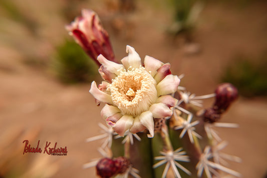 Cactus in Bloom Mini Canvas 4”x6”