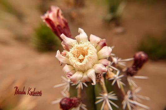 Cactus in Bloom Greeting Card