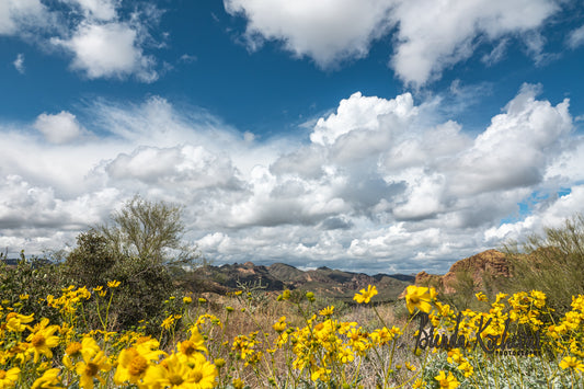 Cloudy Desert Blooms Scene Greeting Card