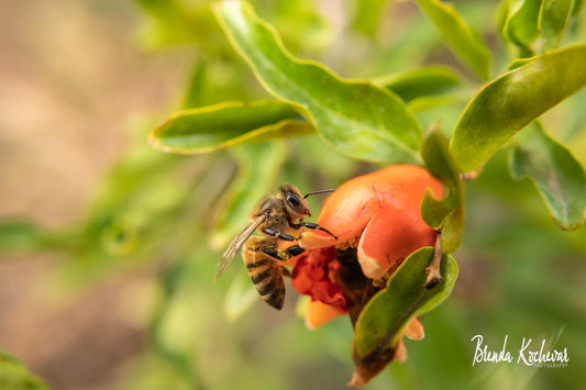 Arizona Bee on Pomegranate Mini Canvas 4”x6”