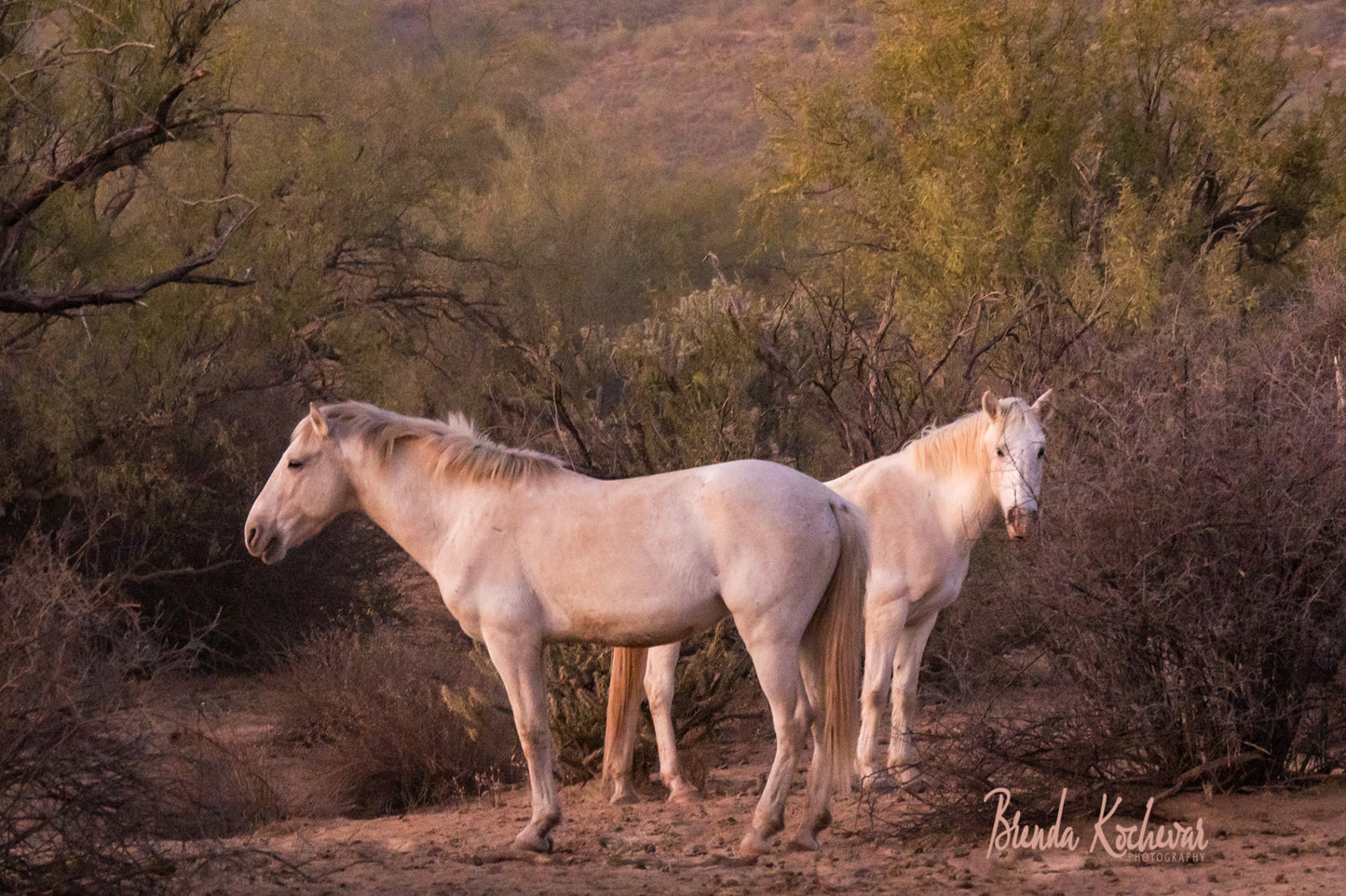 Dreamy Horses Matted Print 7”x5”