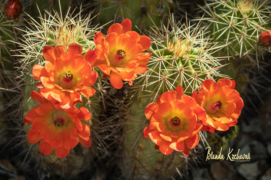 Orange Cacti Blooms Greeting Card