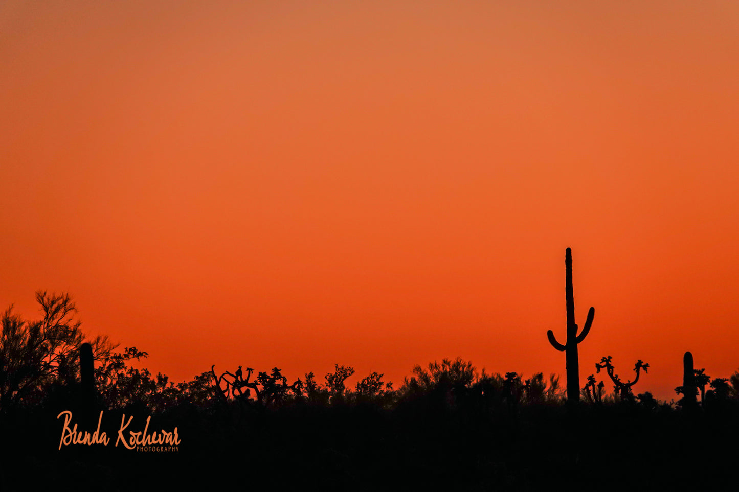 Saguaro Sunset Greeting Card