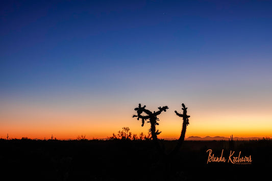 Cholla Sunset Greeting Card
