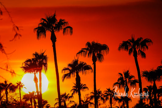 Arizona Palm Tree Sunset Matted Print 7”x5”