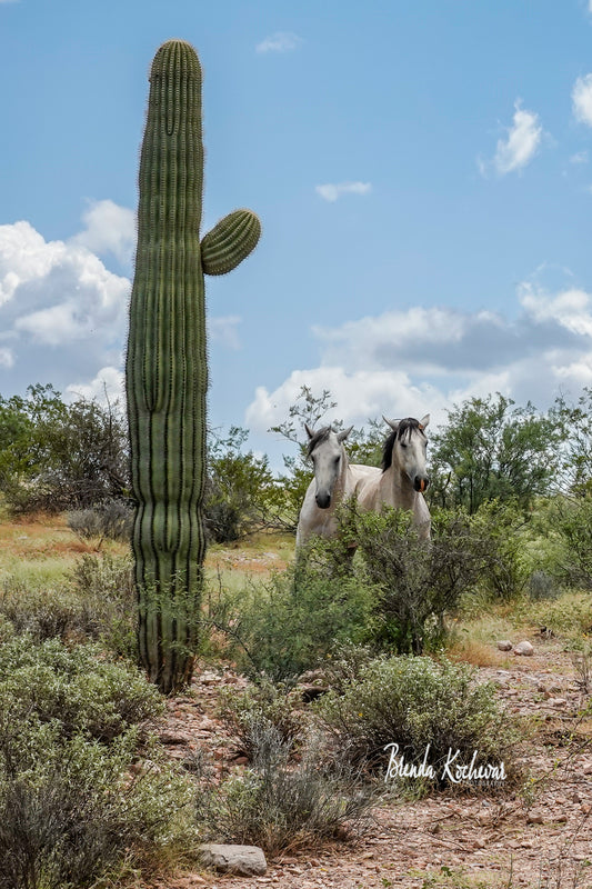 Salt River Wild Horses with Saguaro Mini Canvas 6”x4”