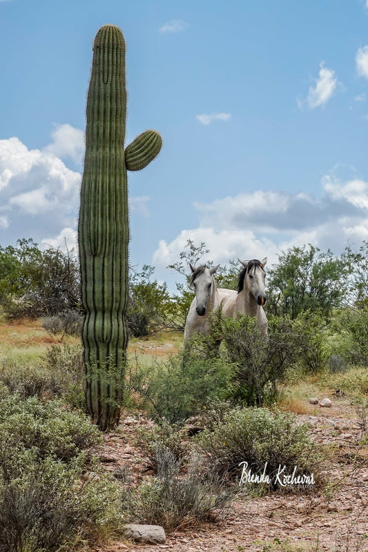 Salt River Wild Horses with Saguaro Matted Photo 5”x7”