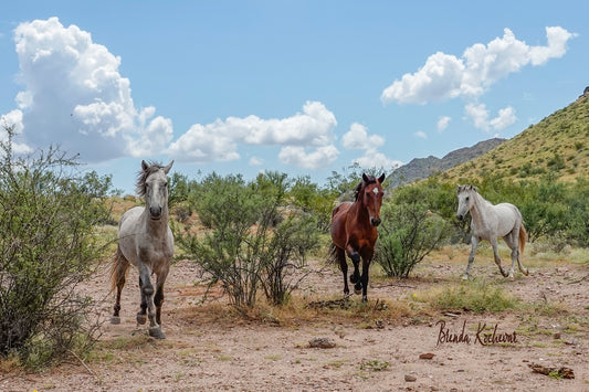 Salt River Wild Horses Running Canvas 14”x10”