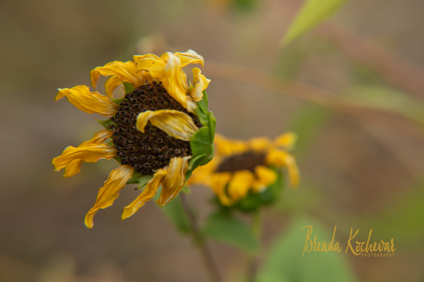 Wavy Sunflower Print Matted 7” x 5”
