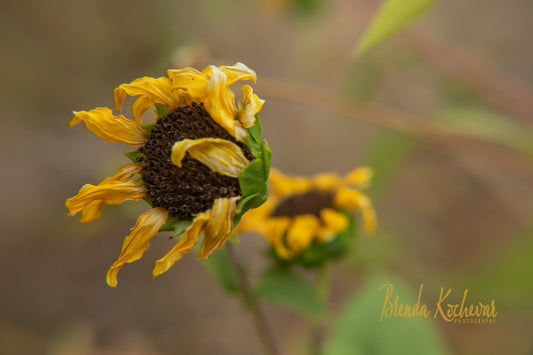 Wavy Sunflower