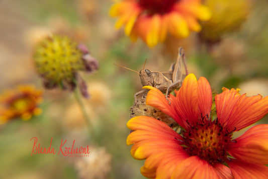 Grasshopper & Desert Bloom Greeting Card