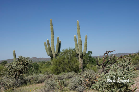 Two Saguaros Canvas 8”X10”