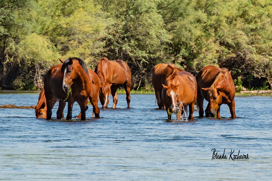 Salt River Wild Horses Snorkeling Greeting Card