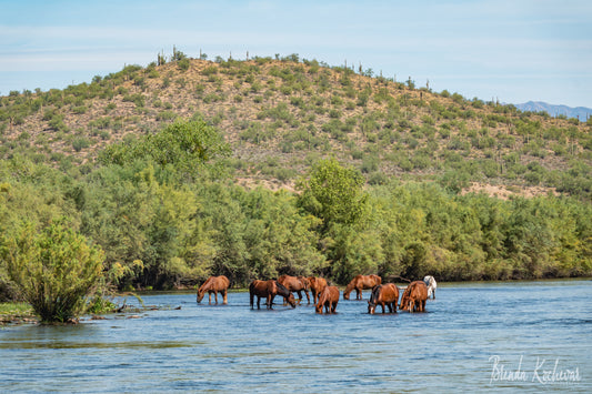 Salt River Wild Horses Snorkeling Greeting Card