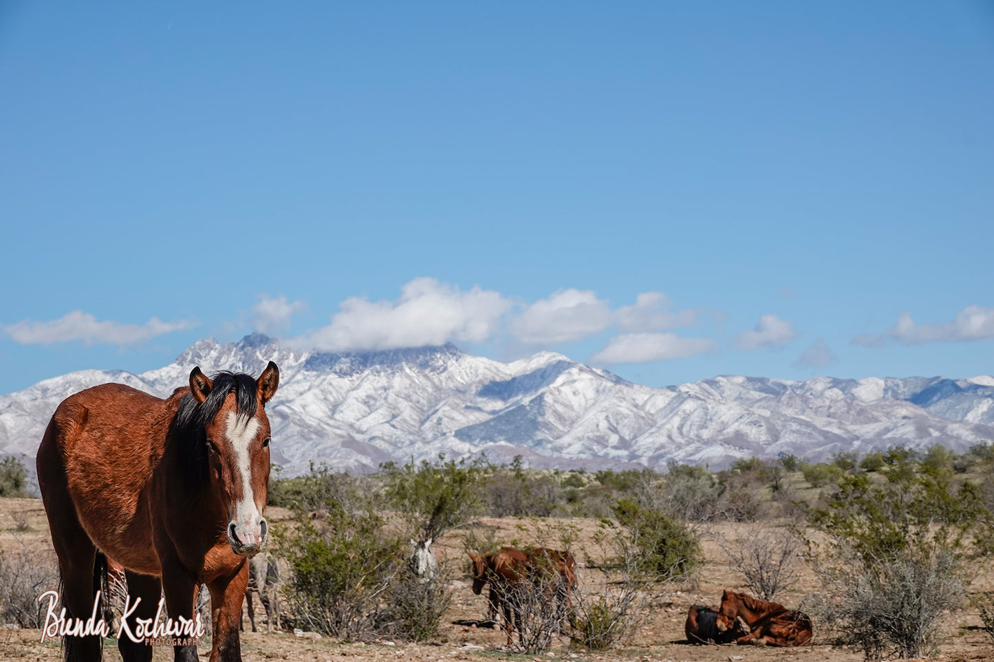 Salt River Wild Horses and Snowy Mountains Greeting Card