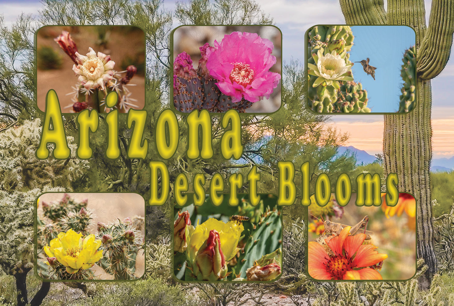 Arizona Desert Blooms Postcard