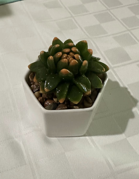 Potted Succulents F&FSingle