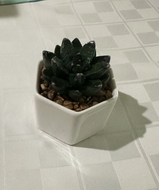 Potted Succulents F&FSingle