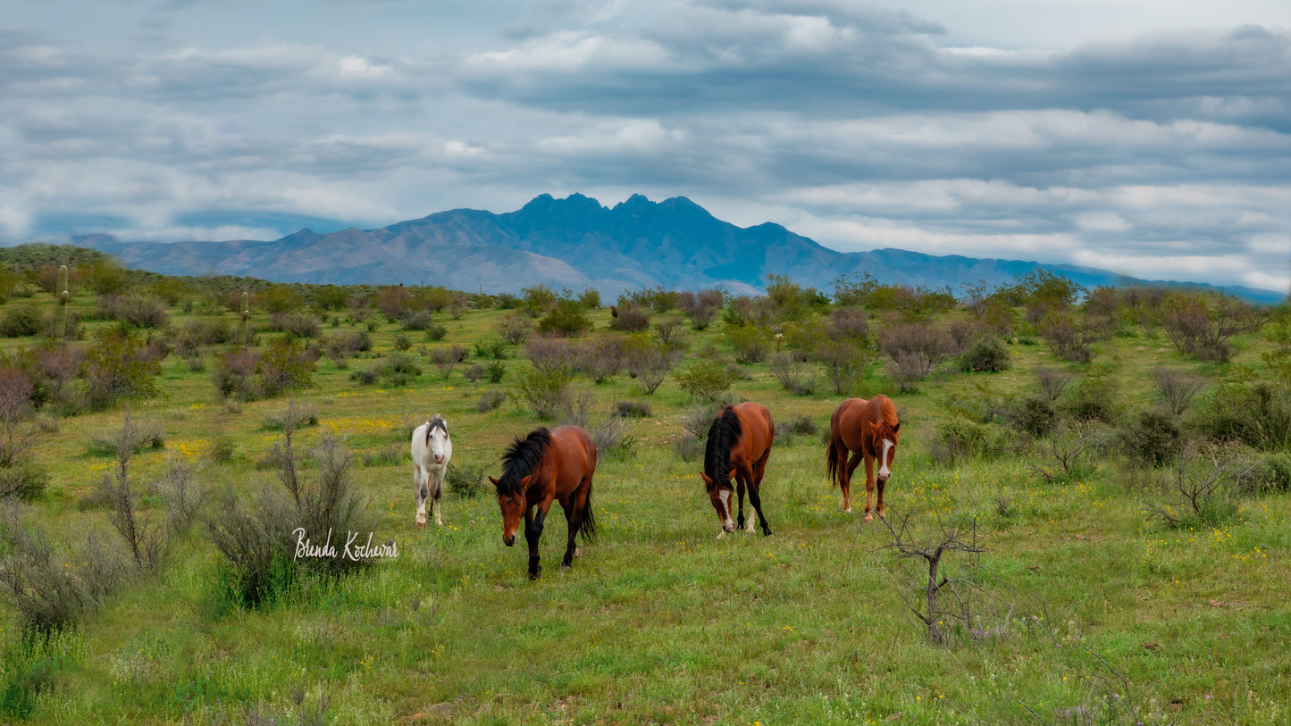 Salt River Wild Horses & Four Peaks Mountain on Mini Canvas 6”x4”