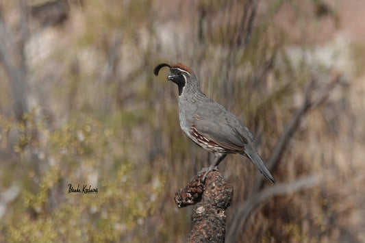 Arizona Gambel’s Quail Photograph on a Mini Canvas 6”x4”