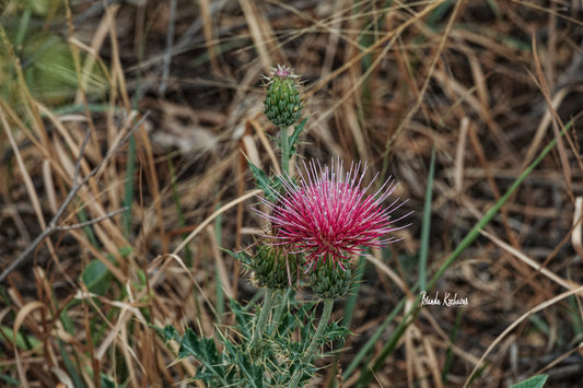 Wheeler’s Thistle Arizona Wildflower Photograph on a Mini Canvas 6”x4”