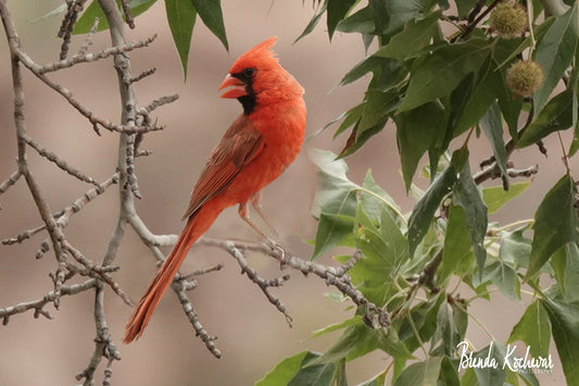 Northern Cardinal Photograph on a Mini Canvas 6”x4”