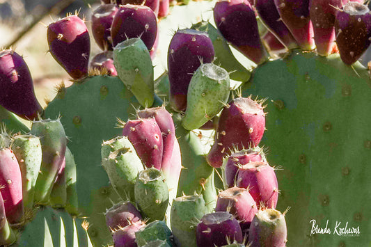 Prickly Pear Cactus Photograph on a Mini Canvas 6”x4”