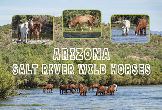 Arizona Salt River Horses on River Postcard