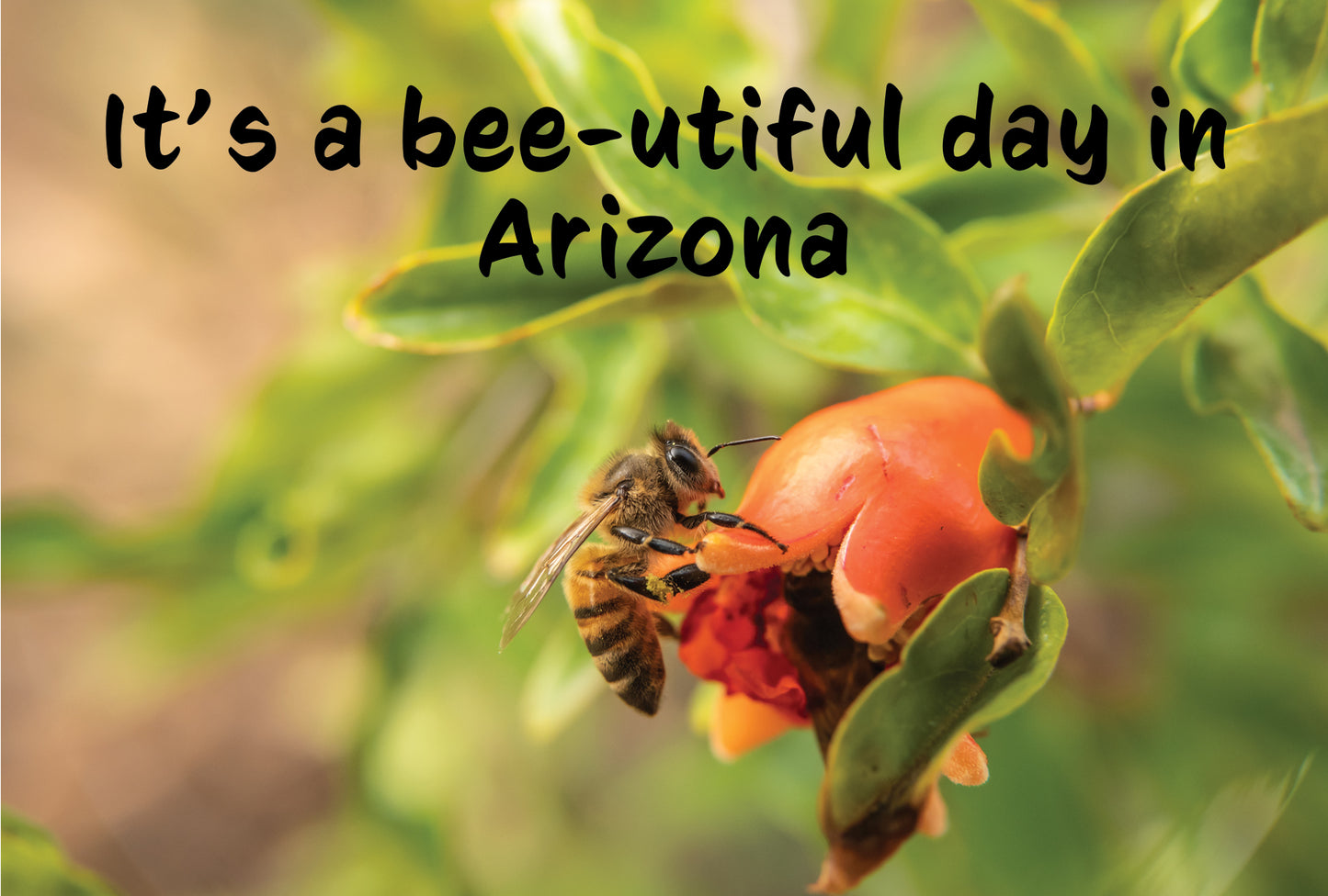 Arizona Bee on Pomegranate Postcard