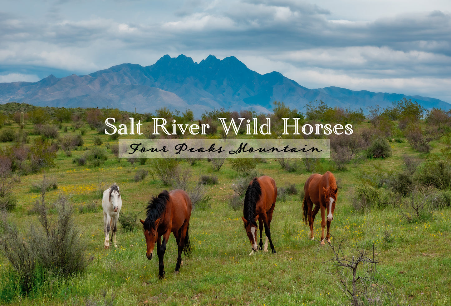 4 Peaks and Wild Horses Postcard