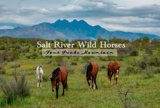 4 Peaks and Wild Horses Postcard