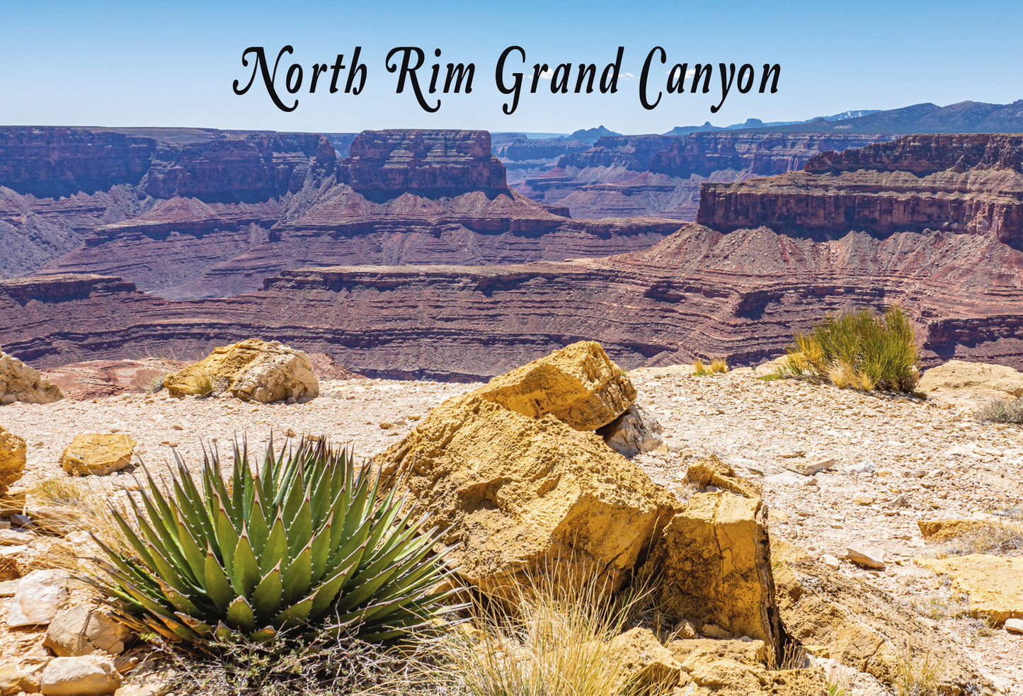 North Rim Grand Canyon Postcard