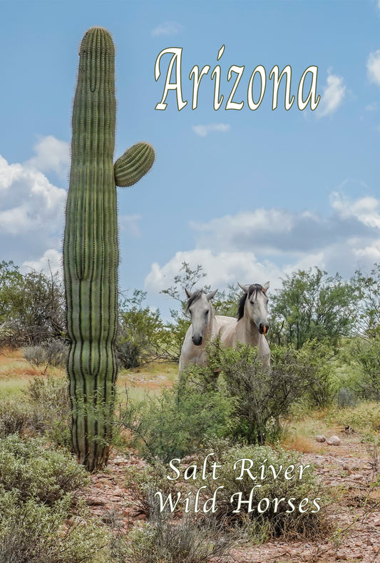 Salt River Wild Horses with Saguaro Postcard