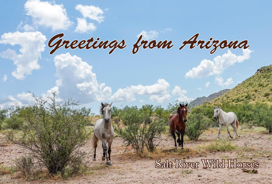 Salt River Wild Horses Running Postcard