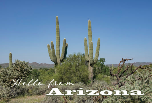 Two Saguaros Postcard