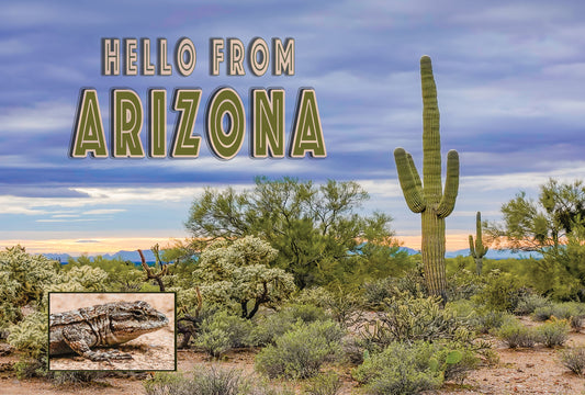 Hello From Arizona Saguaro Sunset Postcard