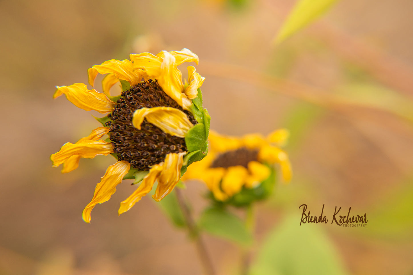 Wavy Sunflower Greeting Card
