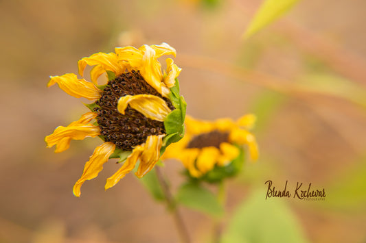 Wavy Sunflower Greeting Card