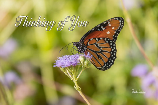 Monarch Butterfly Thinking of You Greeting Card