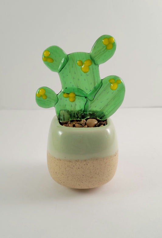 Succulents - 2.5" Prickly Pear