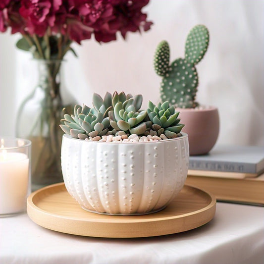 Med Plant arrangement (3-4 Plants)