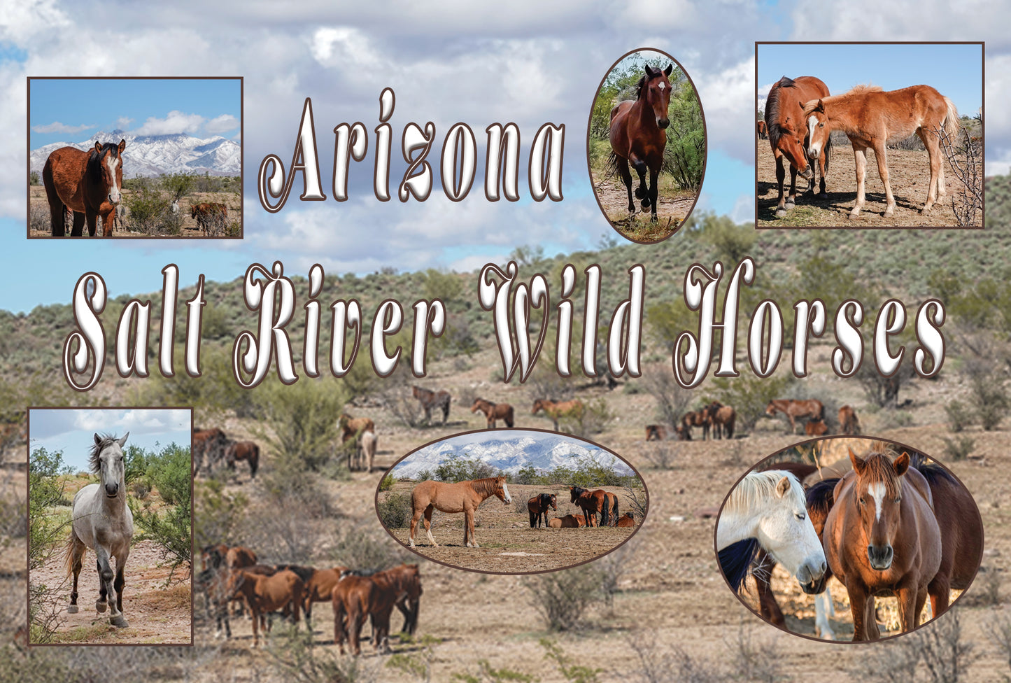 Arizona Salt River Wild Horses Mountainside Postcard
