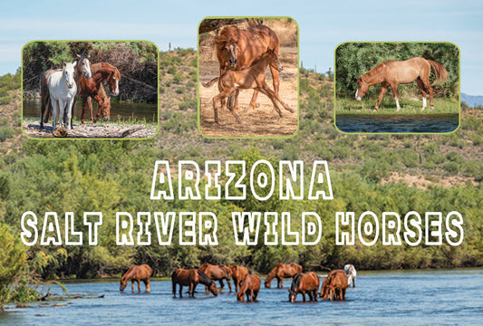 Arizona Salt River Horses on River Postcard
