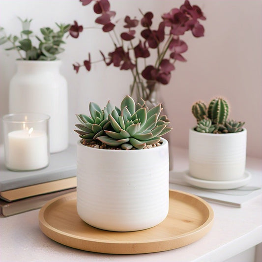 Single Desert Plant